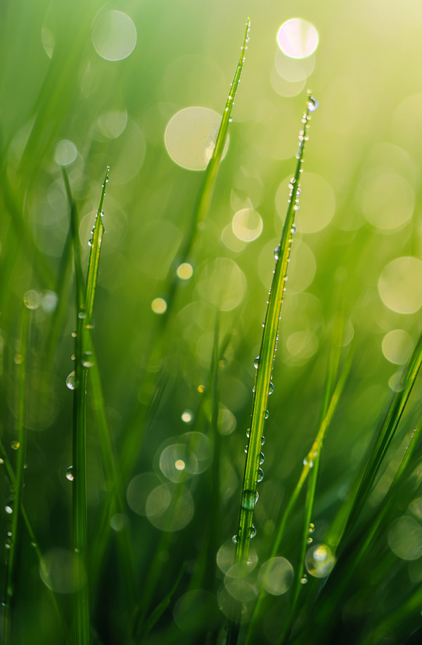 Morning Dew on Verdant Blades