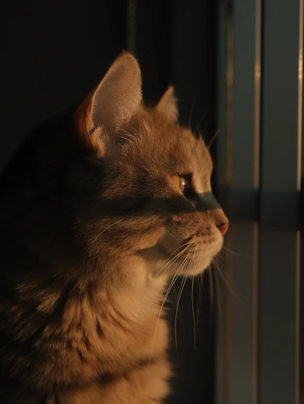 Sunlit Tabby Cat