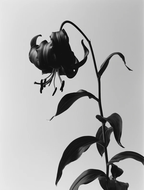 Elegant Lily Portrait
