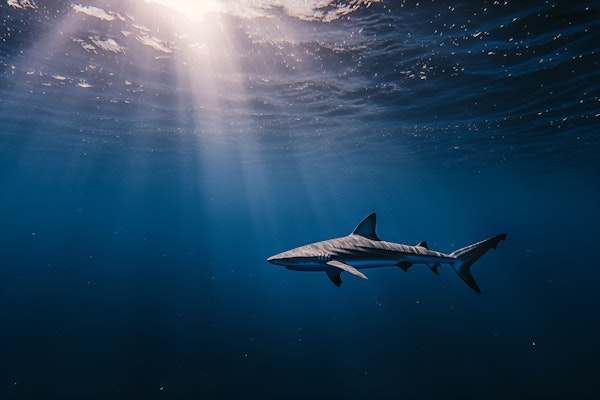 Lone Shark in Sunlit Ocean