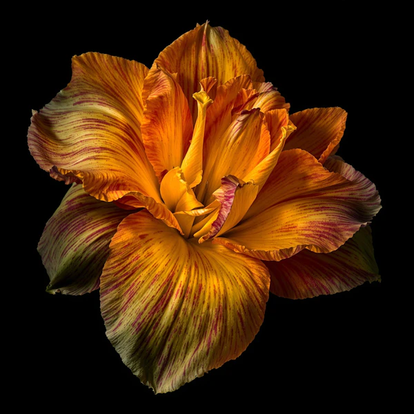 Vibrant Bloom Close-Up