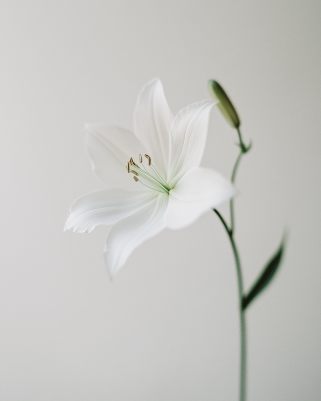 White Lily in Bloom