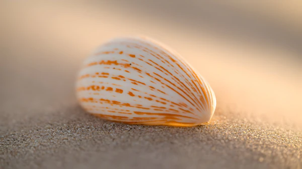 Seashell on Golden Sand