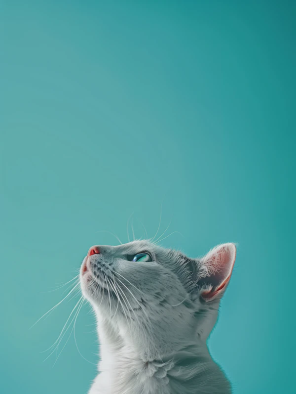 White Cat with Blue Eyes