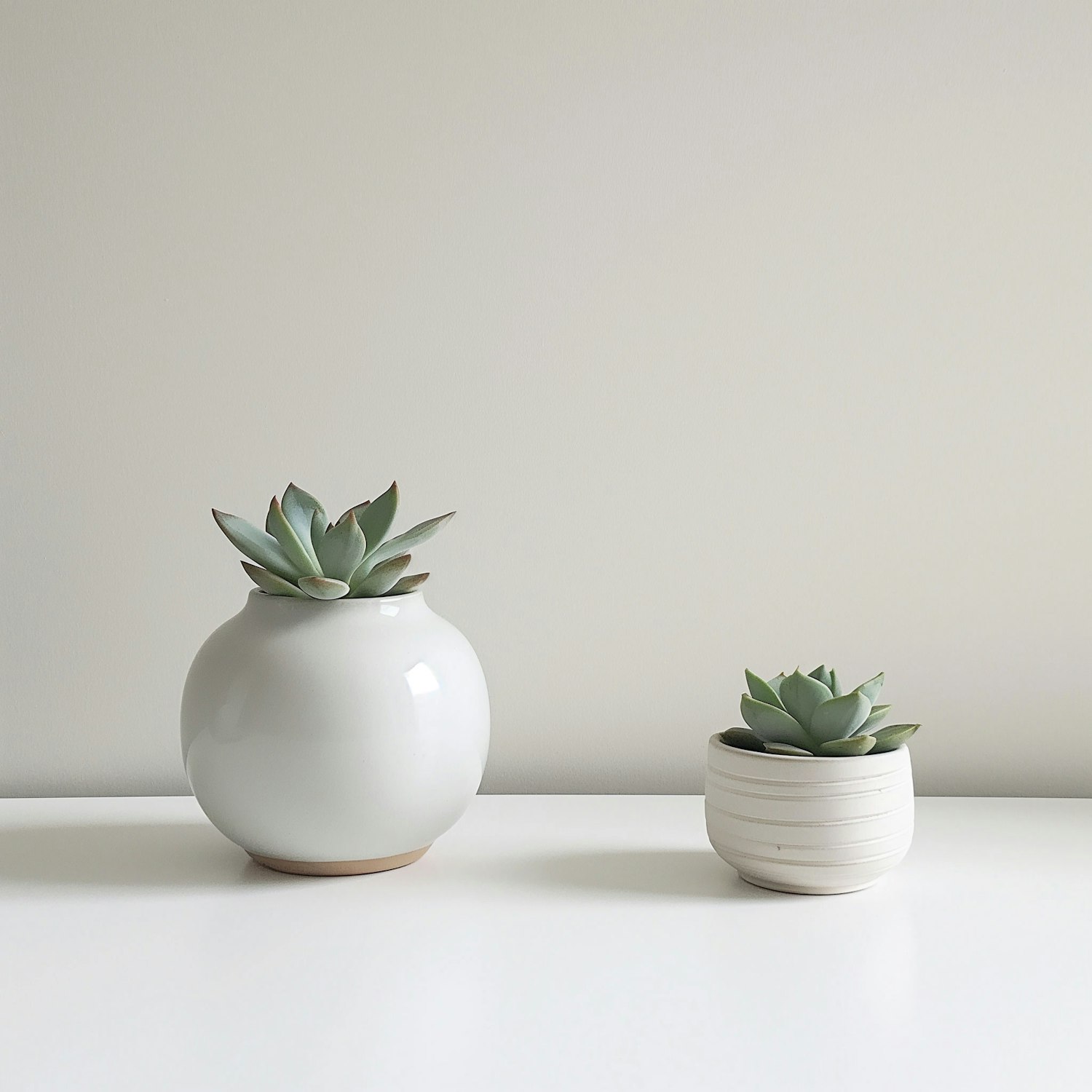 Minimalist Succulent Display