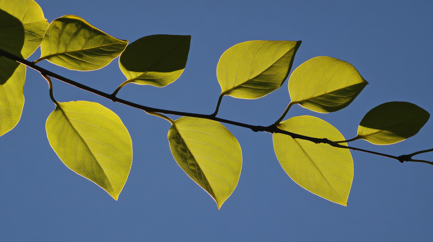 Close-up of Green Leaves Against Blue Sky