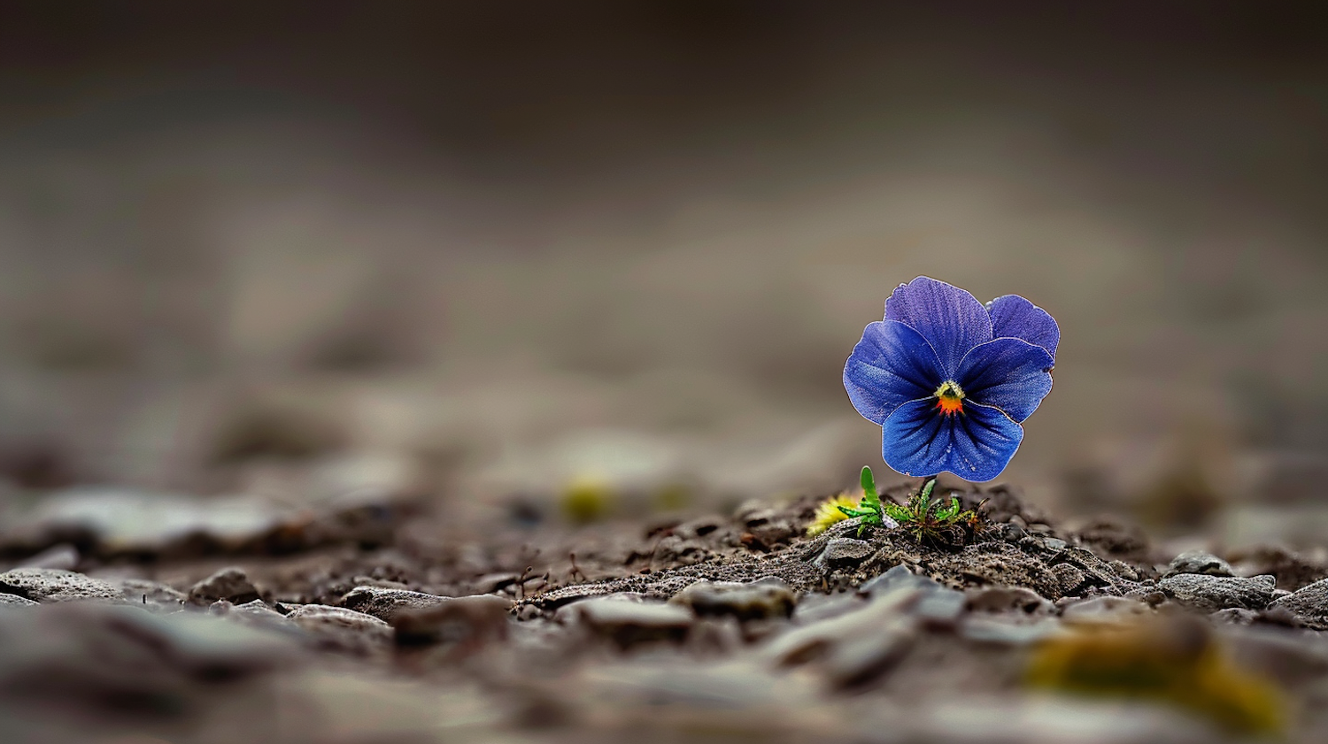 Vibrant Blue Flower in Rocky Terrain