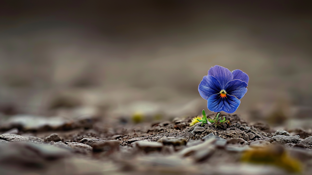 Vibrant Blue Flower in Rocky Terrain