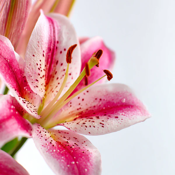 Vibrant Pink Lily