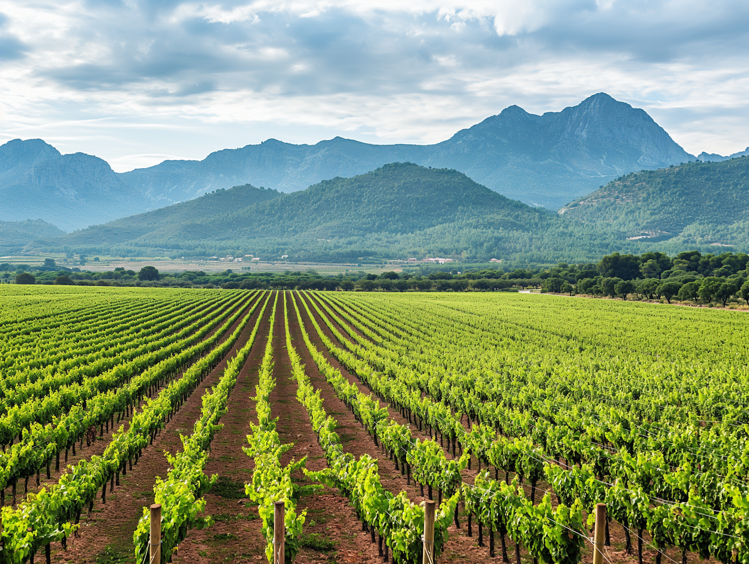 Lush Vineyard