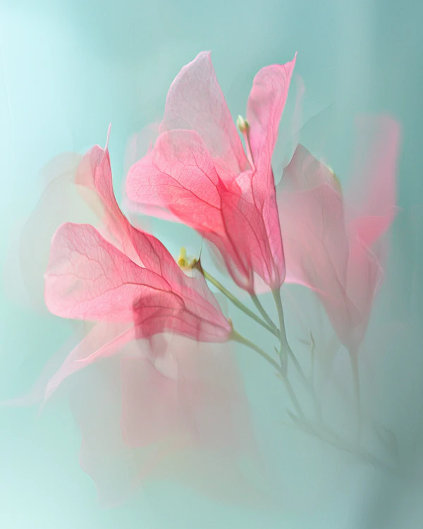 Delicate Pink Flowers