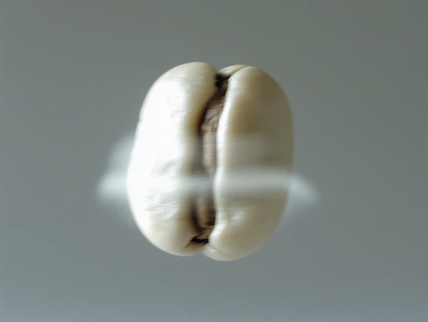 Close-Up Coffee Bean