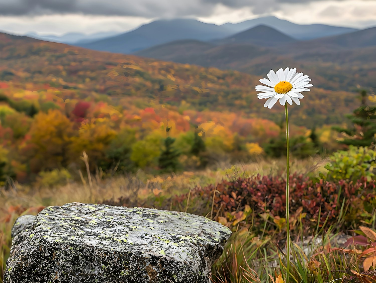 Solitary Daisy in Autumn Landscape