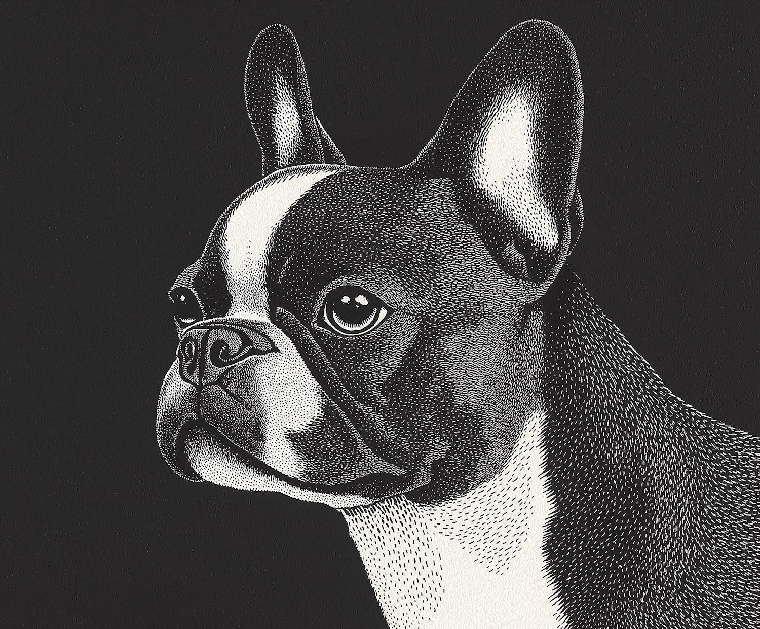 Boston Terrier Illustration