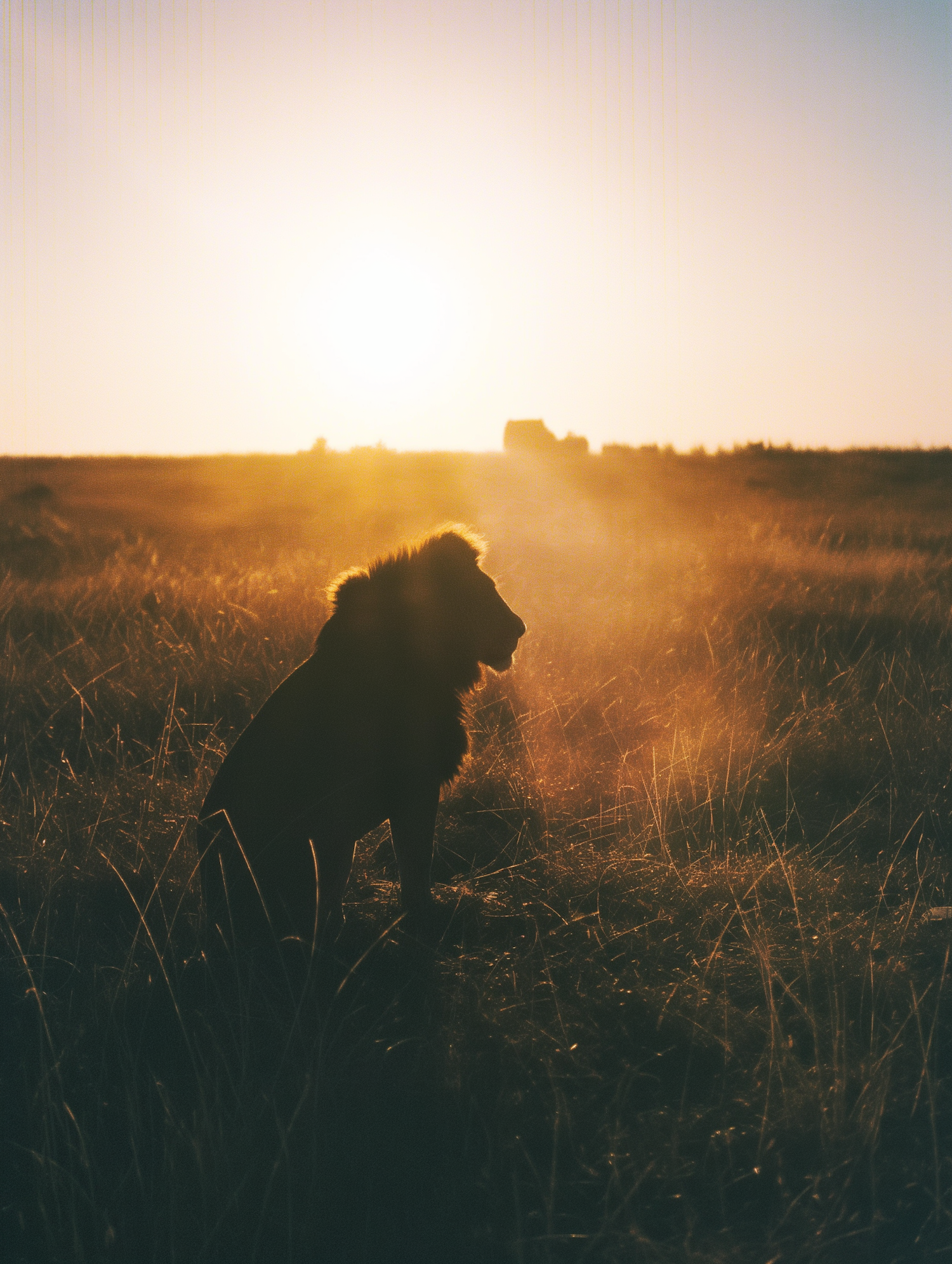 Majestic Lion Silhouette at Sunrise