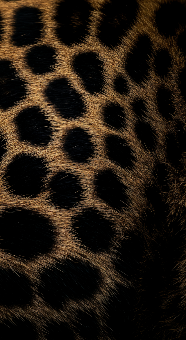 Leopard Fur Close-Up