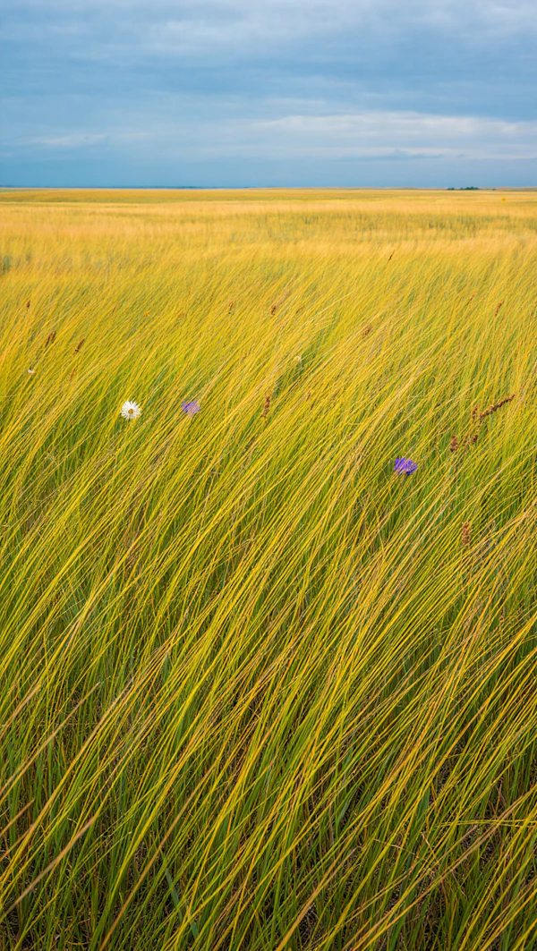 Tranquil Grassland Scene