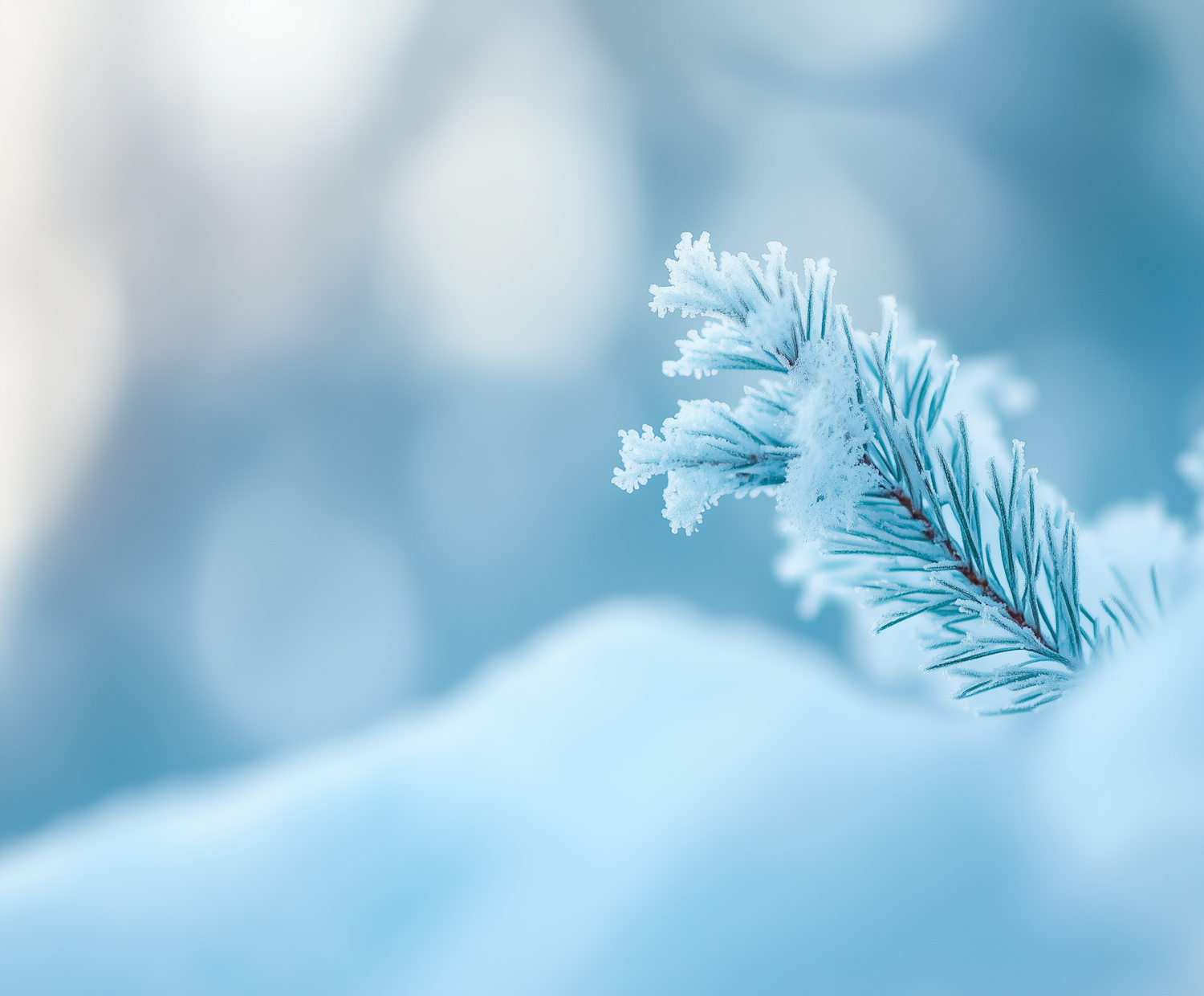 Snow-Covered Pine Branch