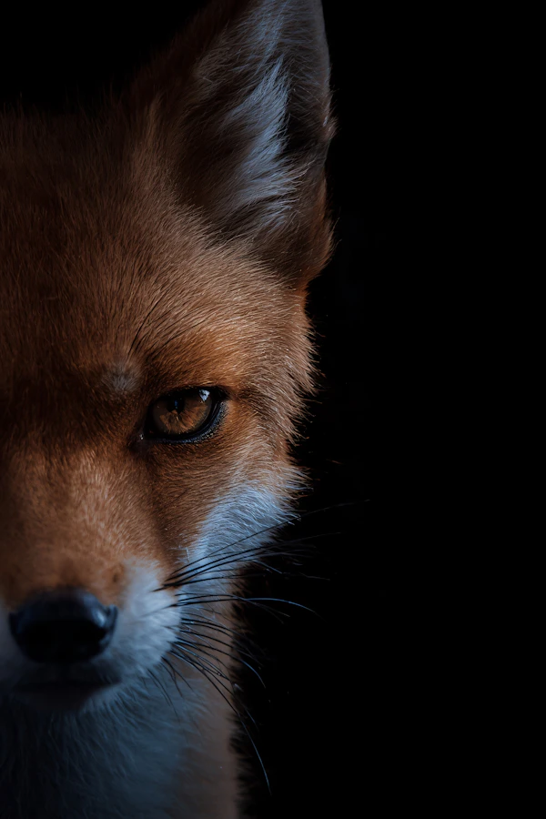Fox Portrait Close-Up