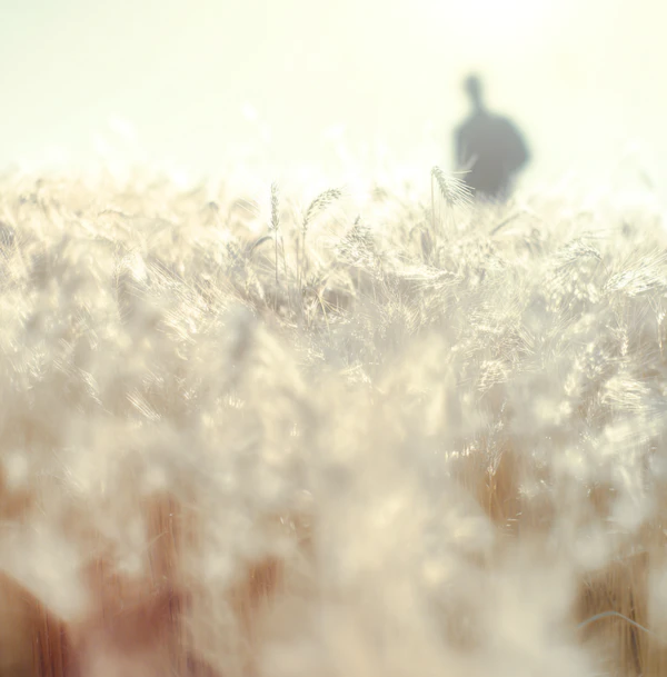 Golden Wheat Field