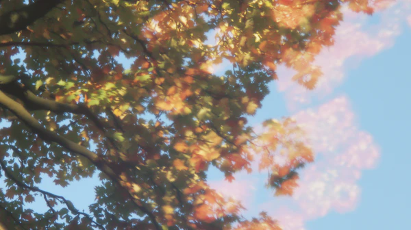 Autumn Foliage Scene