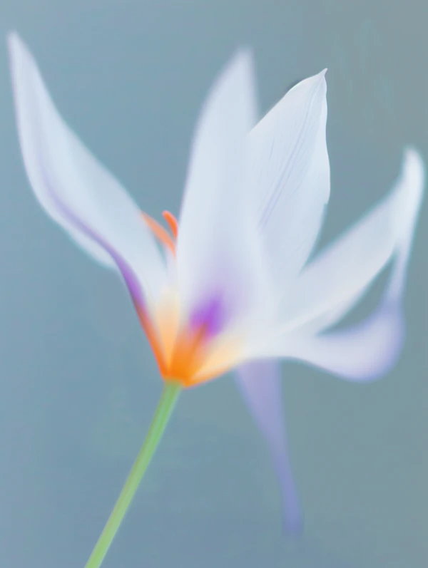 Ethereal Flower Close-Up