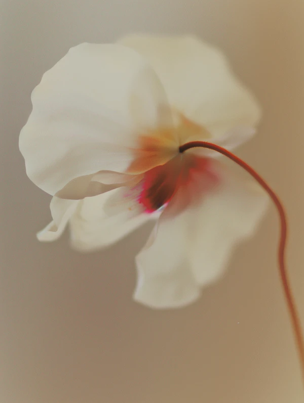 Delicate White Flower