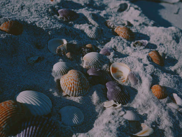 Sandy Beach with Shells