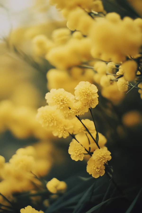 Yellow Flowers Close-Up