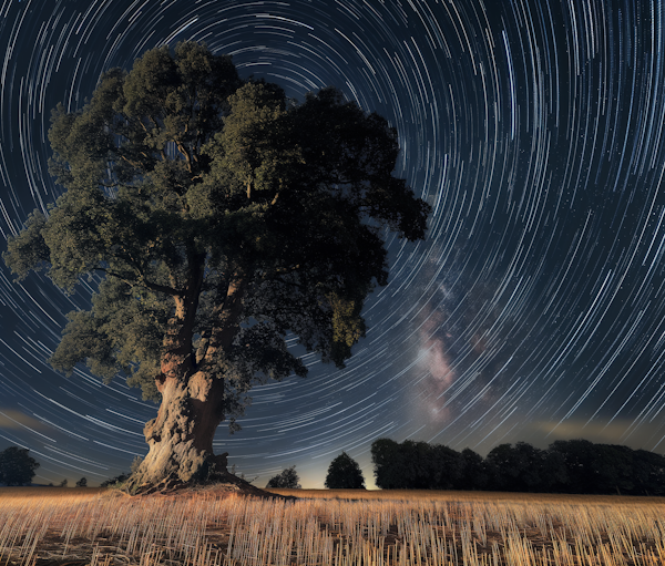 Starry Night Over Solitary Tree