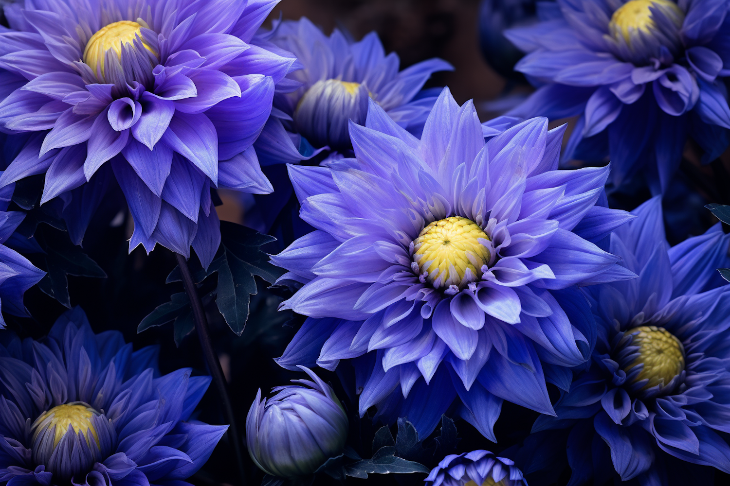 Vibrant Dahlia Symphony in Blue-Purple