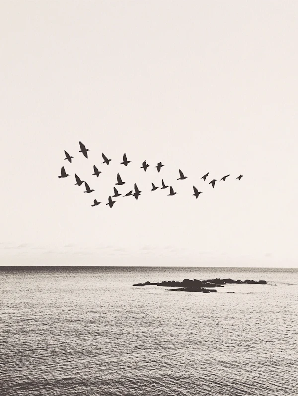 Flock in Monochrome
