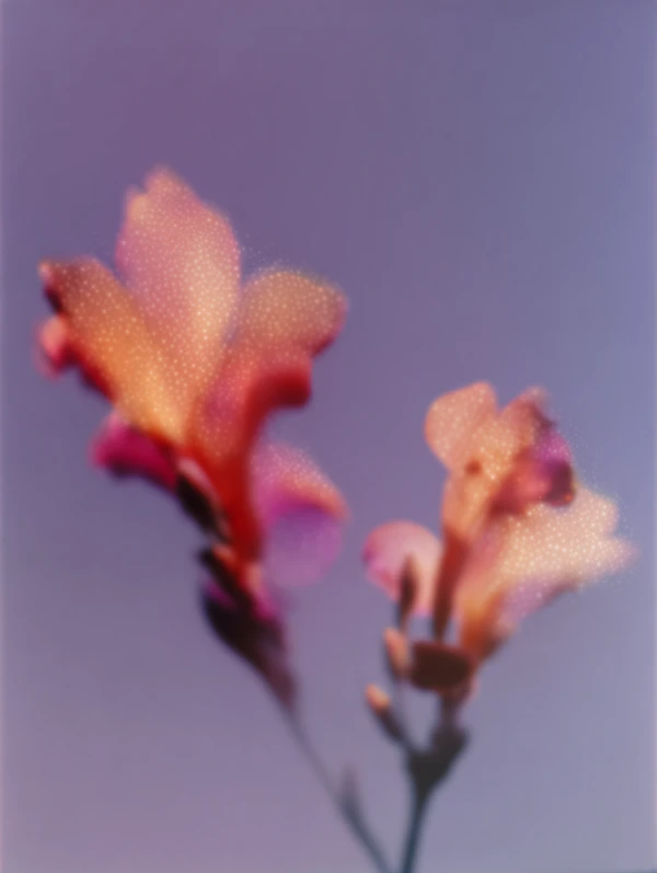 Dreamy Floral Close-Up