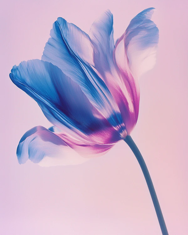 Ethereal Tulip Close-Up