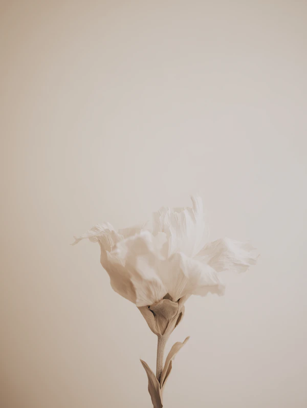 Delicate White Flower