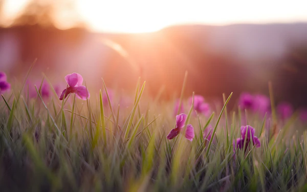 Golden Flower Field