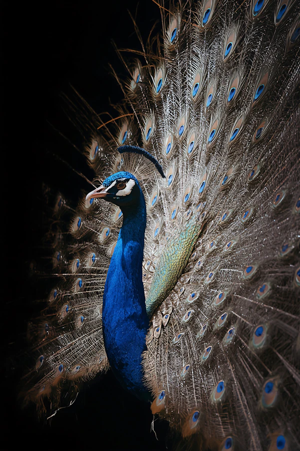 Majestic Peacock Display