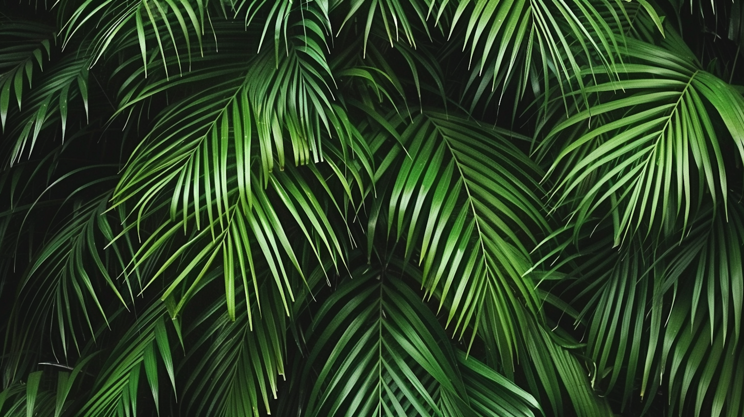 Lush Green Palm Leaves