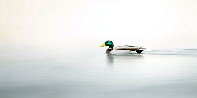 Solitary Duck on Serene Water