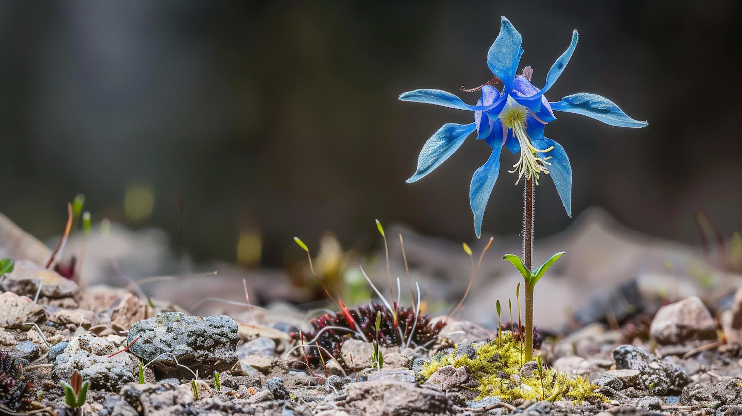 Striking Blue Flower