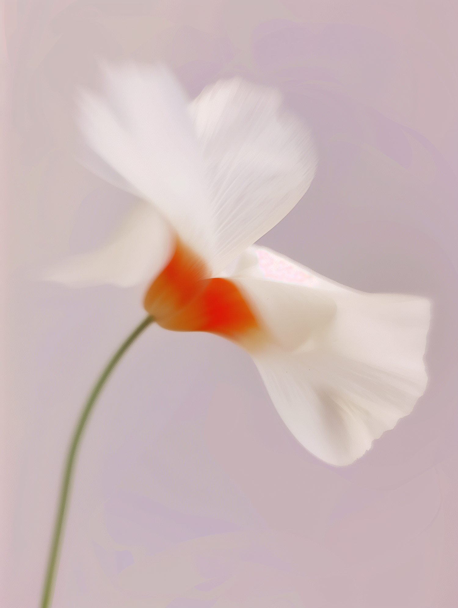 Ethereal White Flower