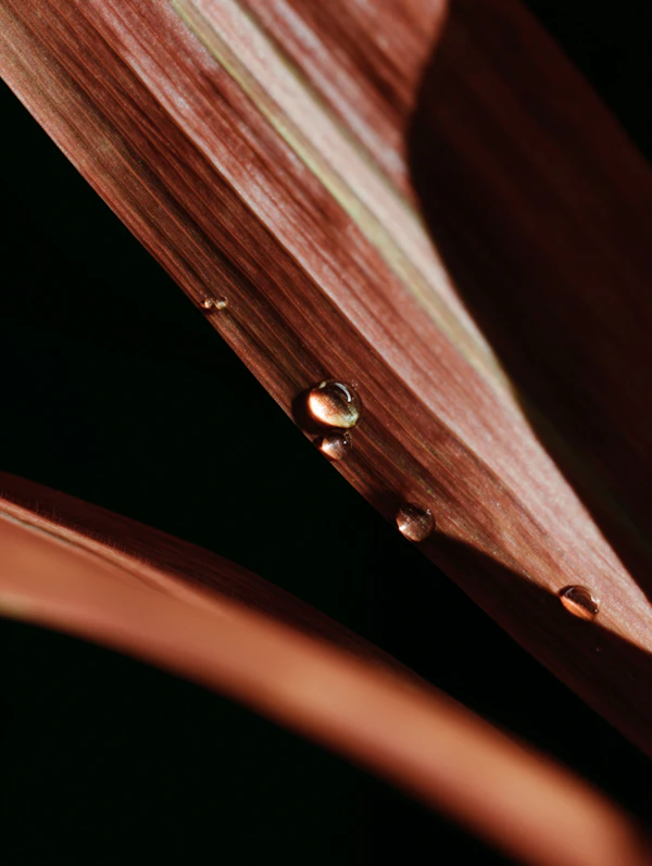 Dewy Leaf Close-Up