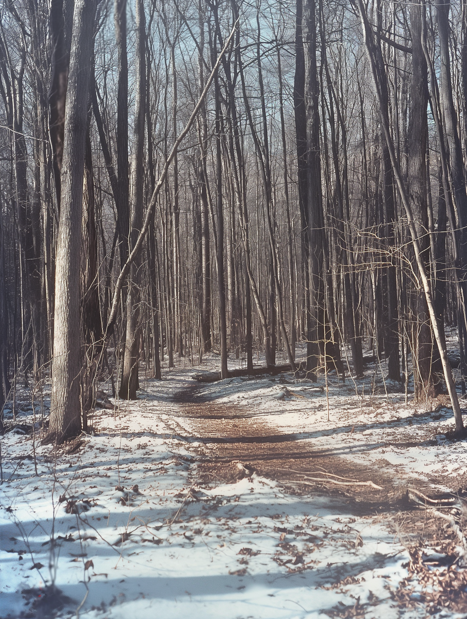 Serene Wintery Forest