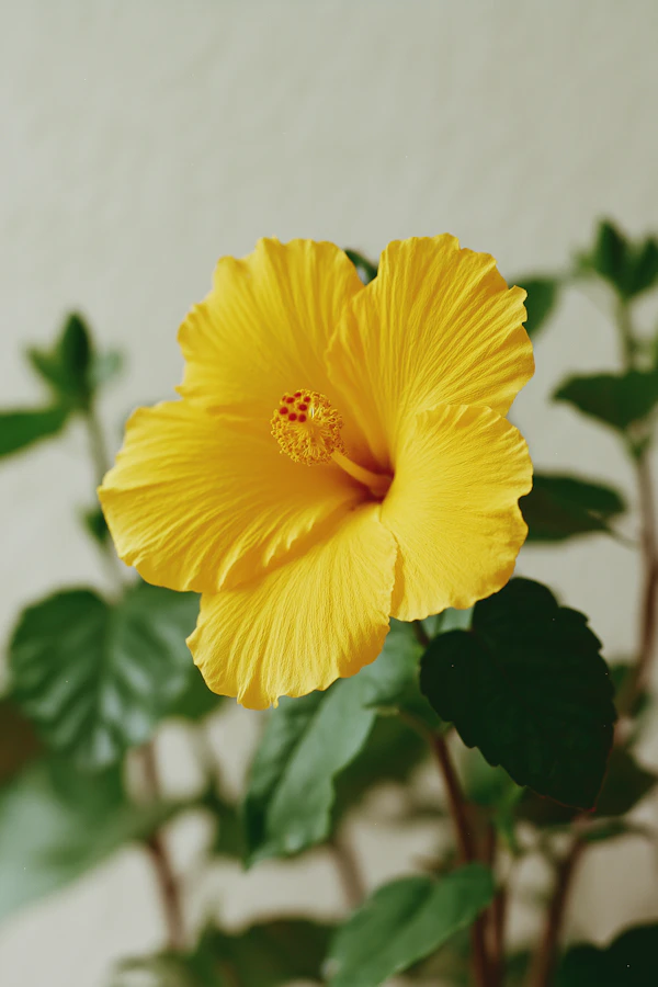 Vibrant Yellow Hibiscus