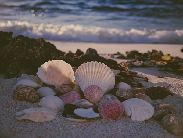 Seashells on Sandy Beach