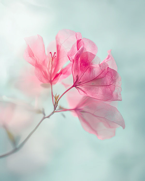 Pink Bougainvillea Focus