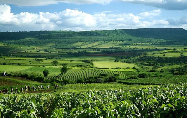 Lush Agricultural Landscape