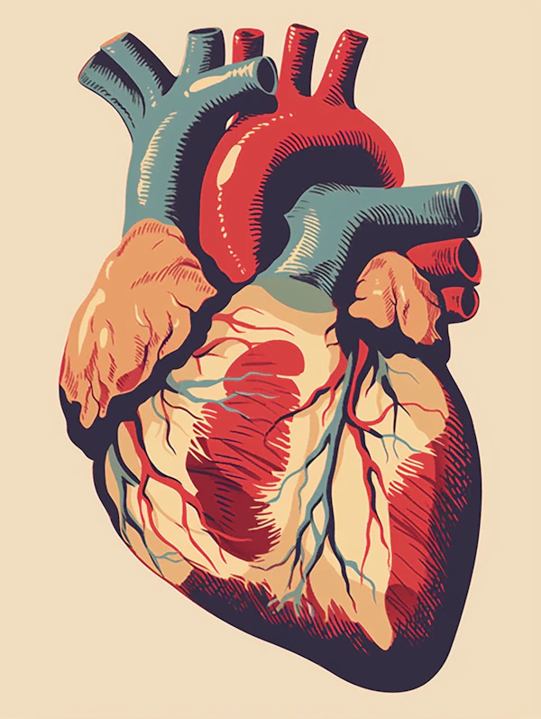 Stylized Human Heart Illustration