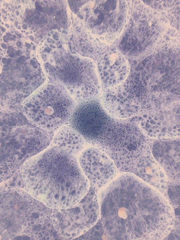 Microscopic Cellular View