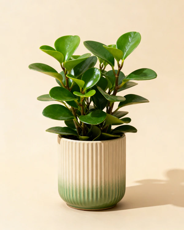Elegant Green Plant